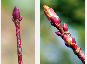 Maple buds beginning to swell and open.