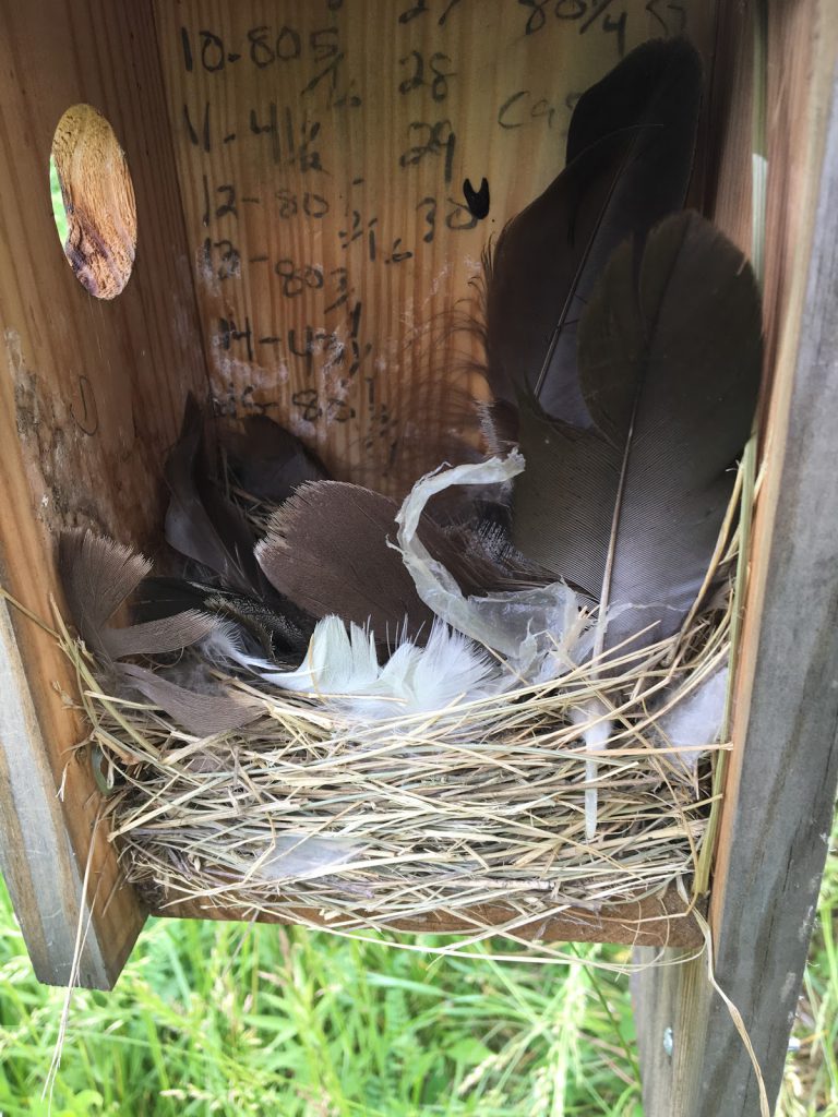 tree swallow nest in a birdbox