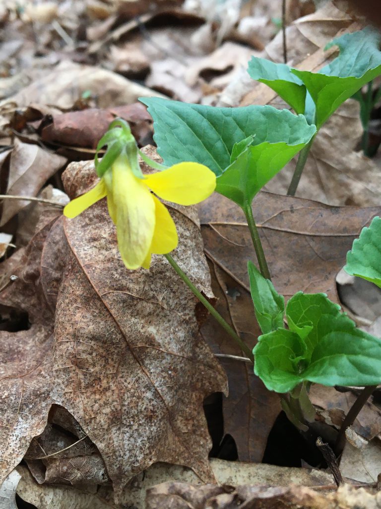 Downy yellow violet blooming in leaf litter.