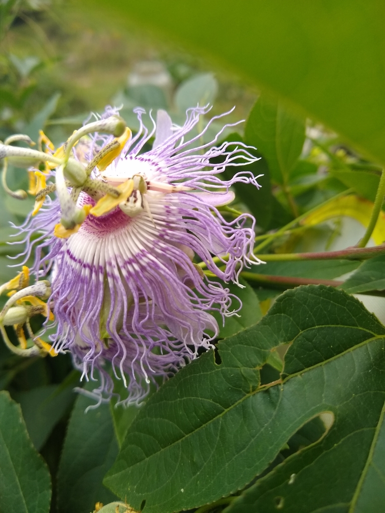 a white-banded crab spider sitting in the center of a passionflower