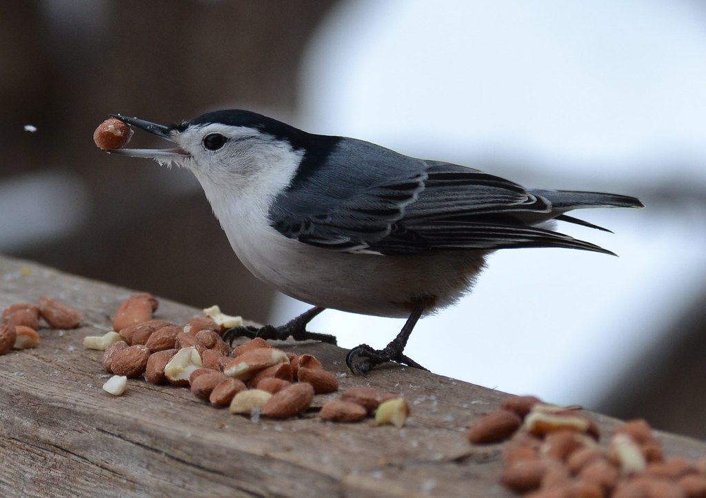 White-breasted Nuthatch