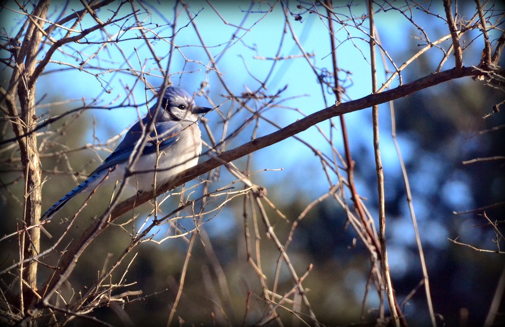 Bird - Blue Jay