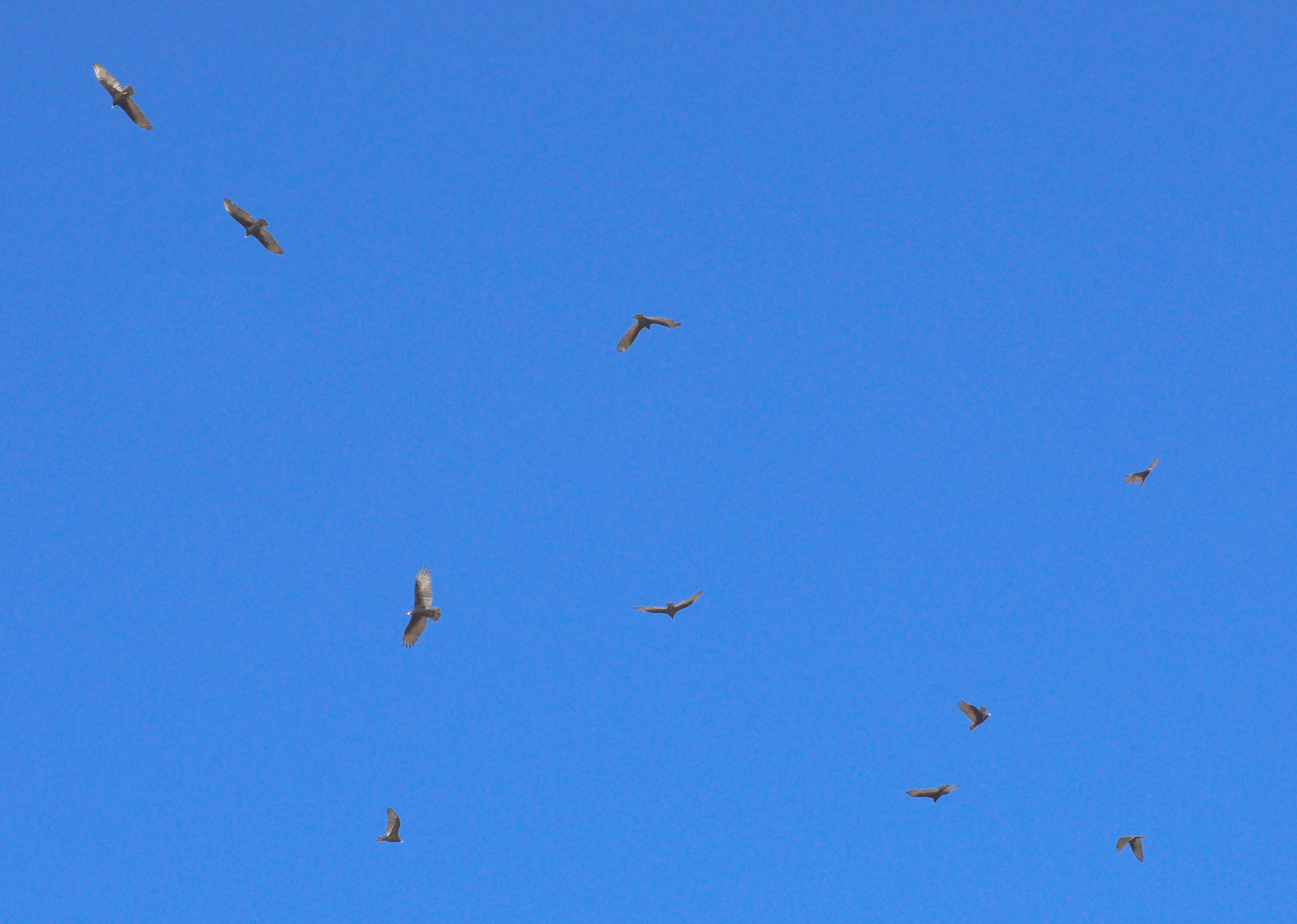 File:Turkey Vultures Hovering.jpg - Wikimedia Commons