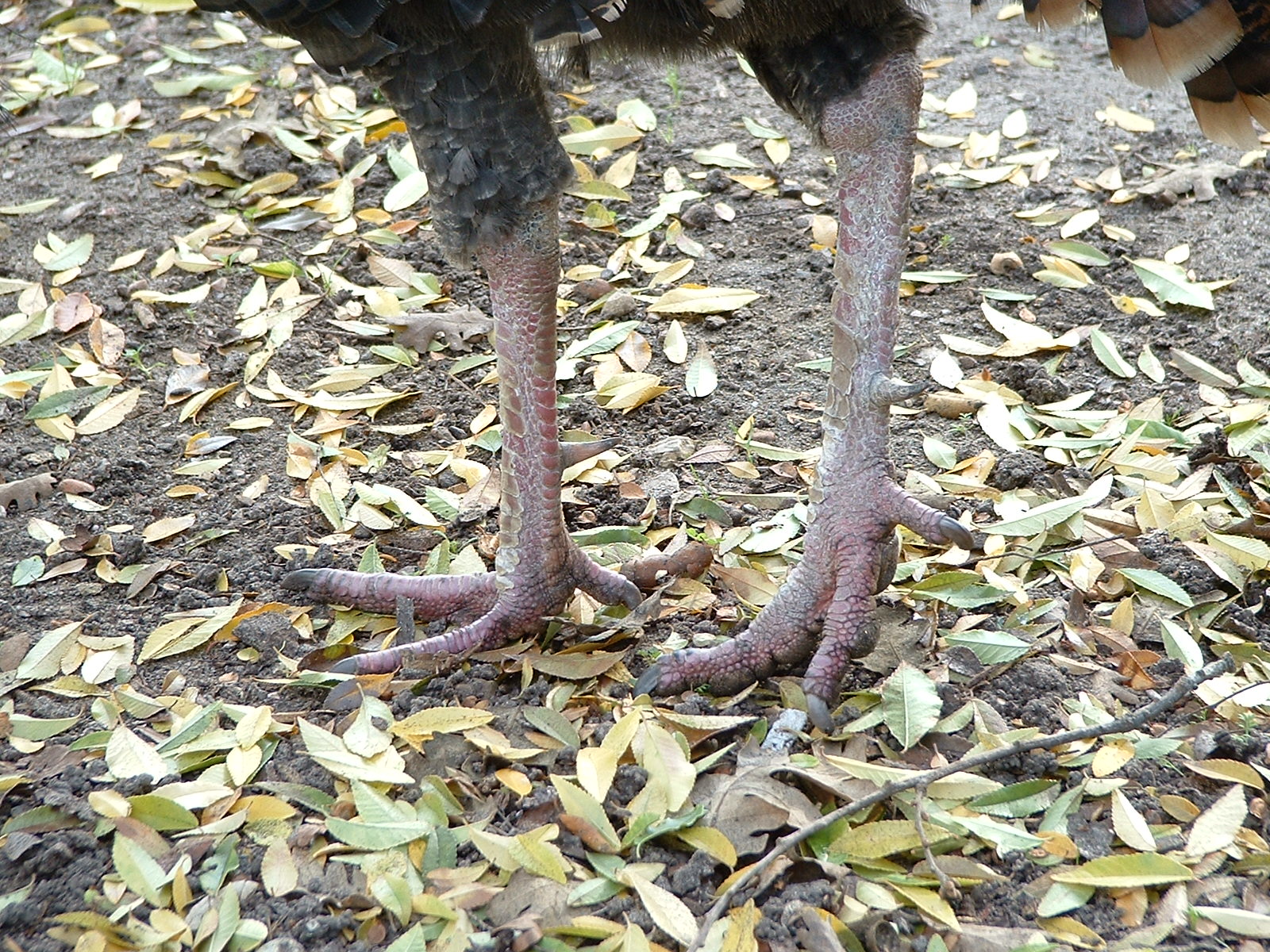 File:Turkey Feet.jpg - Wikimedia Commons