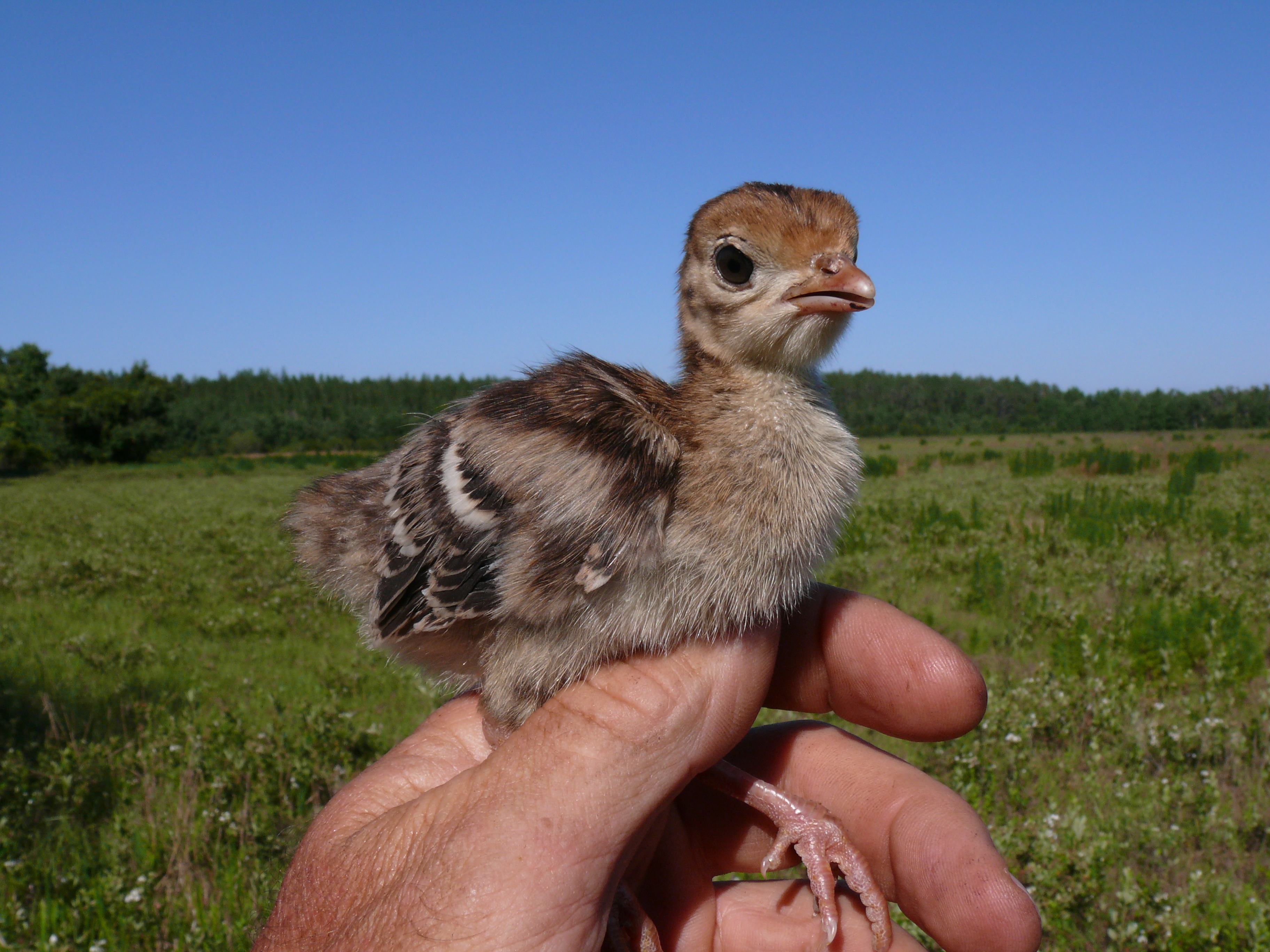File:Baby turkey in FL.jpg - Wikimedia Commons