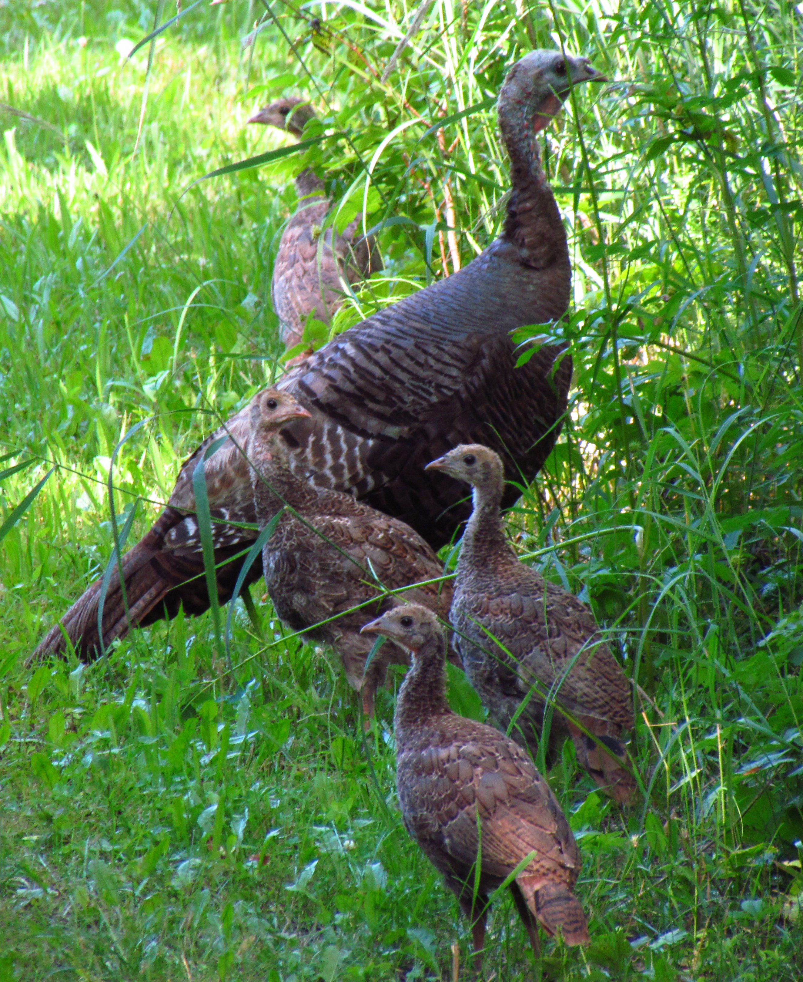 File:Wild turkey and juveniles.jpg - Wikimedia Commons