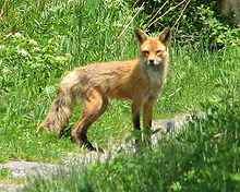 American red fox - Wikidata