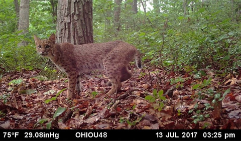 Popescu Lab Takes on 4-Year Study of Bobcats Returning 'Home' to Ohio - Ohio University | College of Arts & Sciences