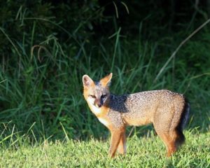 Foxes of Cuyahoga Valley National Park | Conservancy for Cuyahoga Valley National Park