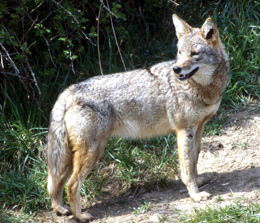 Coyote